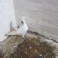 کبوتر غریب|حیوانات|نگین شهر, |دیوار