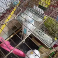 مرغ عشق با فنچ قفس