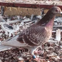چهار عدد کبوتر