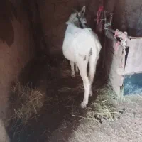 ...|حیوانات مزرعه|کوثر, |دیوار