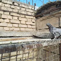 کبوتر دم سفید