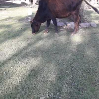 گاوشکمدارگوساله نرچالوسی|حیوانات مزرعه|گوراب زرمیخ, |دیوار