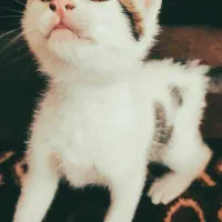 واگذاری رایگان بچه گربه دو ماهه سالم|گربه|شاندرمن, |دیوار