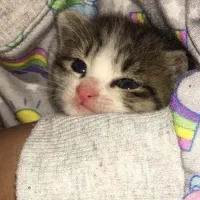 گربه خنگول|گربه|گرگان, |دیوار