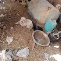 سه عدد سگ پاکوتاه|سگ|داراب, |دیوار