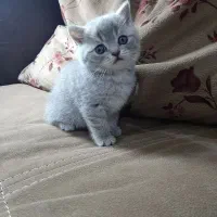 بچه گربه های اسکاتیش و بریتیش|گربه|اهواز, کیانپارس |دیوار
