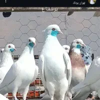 کبوتر گرویی کم نظیر