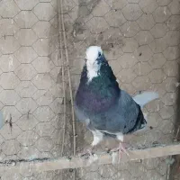 کبوتر عالی یک جایی
