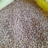 گندم آبی بالا دربند رقم سالار