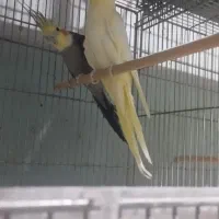 عروس هلندی جفت مولد