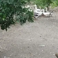 فروش غاز|حیوانات مزرعه|بهشهر, |دیوار