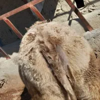 گوساله تلیسه شاروله گاو