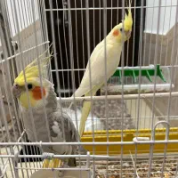 فروش عروس هلندی