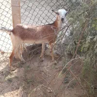گیسه ماده