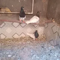 کبوتر|پرنده|جنگل, |دیوار