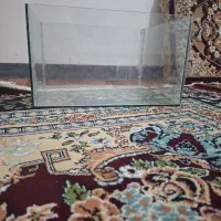 آکواریوم ارزان|ماهی|سقز, |دیوار