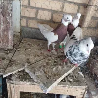 کبوتر|پرنده|ابرکوه, |دیوار
