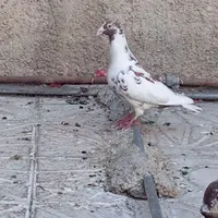 کفتر|پرنده|شیراز, دانشگاه شیراز|دیوار