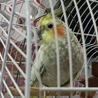 عروس هلندی