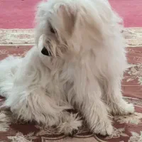 سگ خانگی|سگ|چابهار, |دیوار