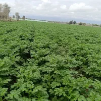 سیب زمینی بذری سانته