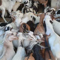 کهره نر و بز با قصابی خود بندرعباس