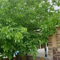 باغ در منطقه زیبای سپیدان، سربست، حسن آباد|فروش خانه و ویلا|شیراز, ملاصدرا|دیوار