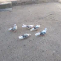 کبوتر|پرنده|دورود, |دیوار