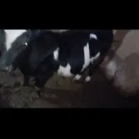 یک عدد گوساله نر ۲۰۰ کیلو و یک عدد گوساله ماده|حیوانات مزرعه|رشتخوار, |دیوار