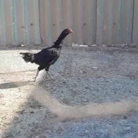 خروس .مرغ لاری|حیوانات مزرعه|قم, سربخش|دیوار