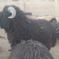 بره قوچ ملحه سیاه