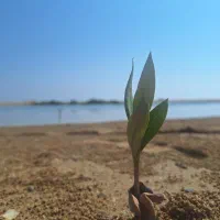 تور جزیره گردی|تور و چارتر|قشم, |دیوار