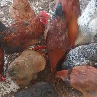 مرغ خانگی