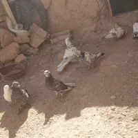 ۶ تاکبوتر|پرنده|بزینه رود, |دیوار