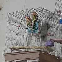 کوتوله برزیلی مولد|پرنده|اصفهان, باتون|دیوار