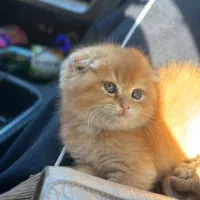 گربه اسکاتیش فولد|گربه|تبریز, |دیوار