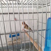 سهره|پرنده|جرقویه, |دیوار