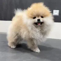 پامر خرسی ،عروسکی،روباهی