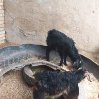 بز‌ماده|حیوانات مزرعه|شادگان, |دیوار