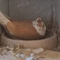 کله سفید و ساده|پرنده|آیسک, |دیوار