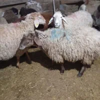 شیشک تمام گوشت تولی و بزغاله