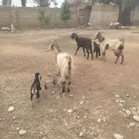 بز بیگ|حیوانات مزرعه|دزفول, |دیوار