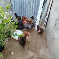مرغ و خروس و جوجه