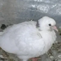 کبوتر|پرنده|جوانرود, |دیوار