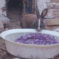 خرگوش|موش و خرگوش|فردوس (خراسان), |دیوار