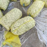 فروش غده پیاز