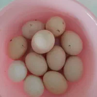 تخم مرغ نطفه دار برهما اصل|حیوانات مزرعه|رشت, پیرکلاچای|دیوار