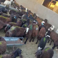 گوسفند بره نر پای پروار