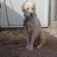 سگ گله ای دهن پاک|سگ|قم, شهرک طالقانی|دیوار