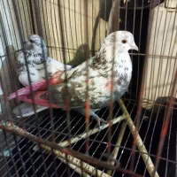 کبوتر گرفته